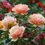 close up peachy roses at eco memorial park