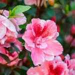 close up pink hibiscus at memorial gardens