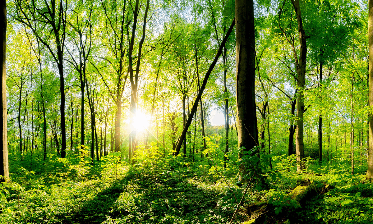 Sunlight shining through a dense green forest, illuminating the trees and forest floor.