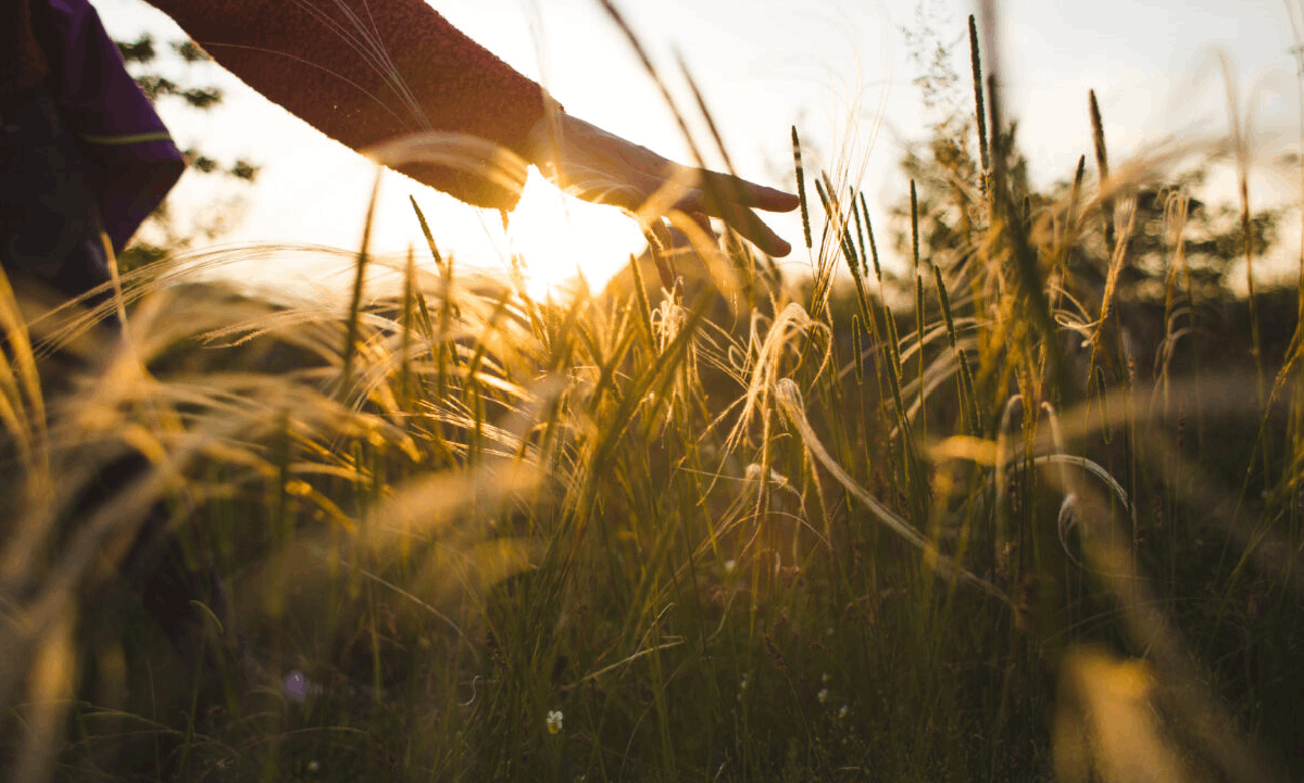 A hand gently brushing through tall grass in warm golden sunlight at sunset.