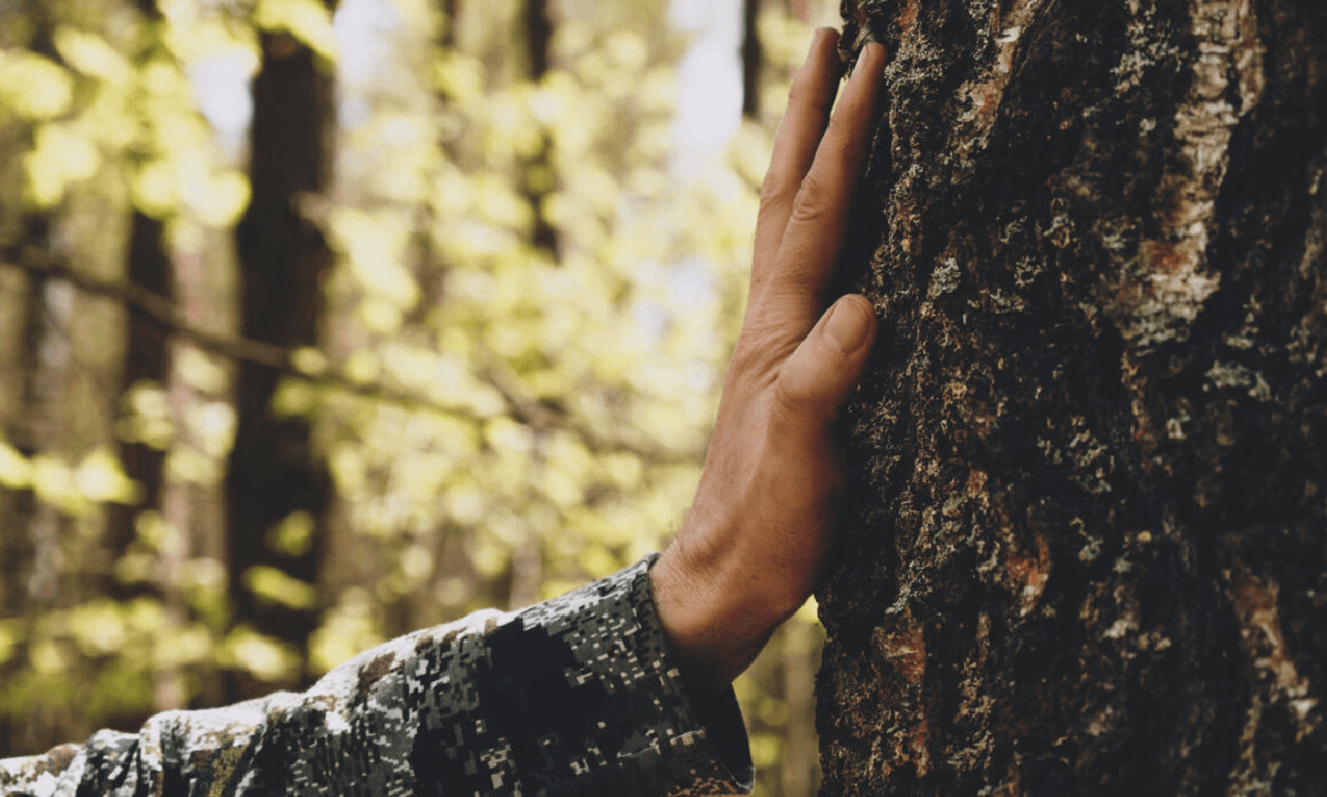 A close-up of a hand resting against the trunk of a tree in a sunlit forest.